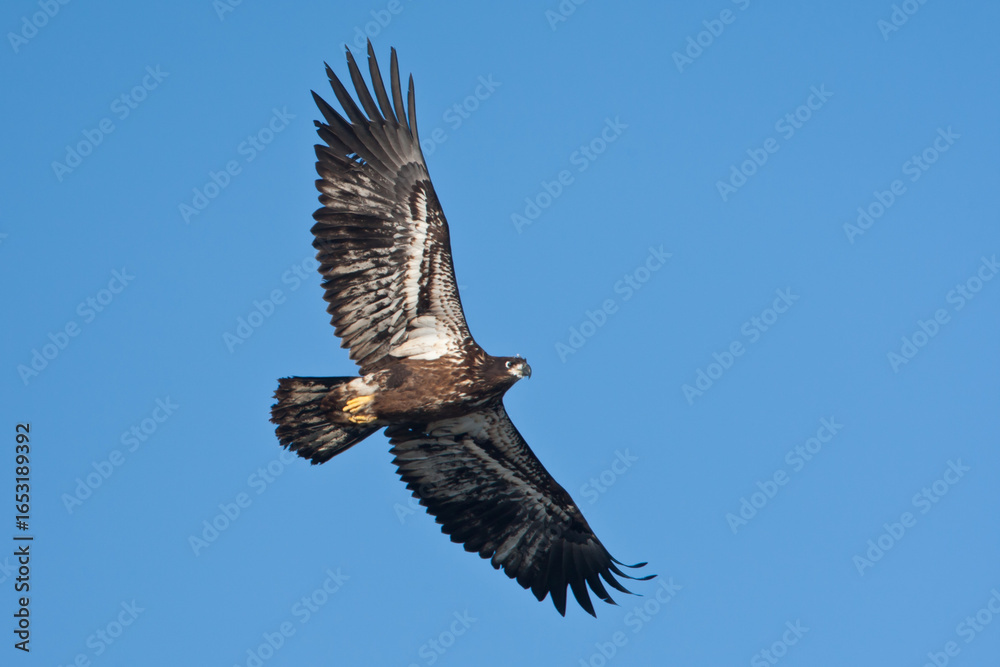 Obraz premium Bald Eagle juvenile in flight taken in southern MN