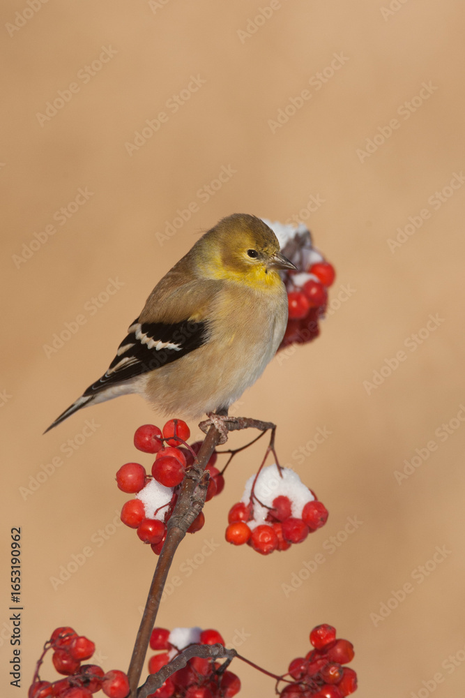 Fototapeta premium American Goldfinch male winter plumage taken in central MN