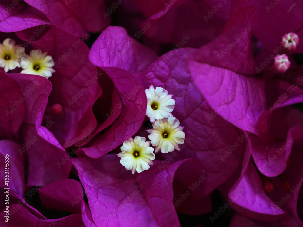 Ταπετσαρία Close-up macro of magenta bougainvillea bracts with small white and yellow flowers in the center