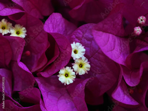 Close-up macro of magenta bougainvillea bracts with small white and yellow flowers in the center. Vibrant floral background highlighting natural beauty and texture.