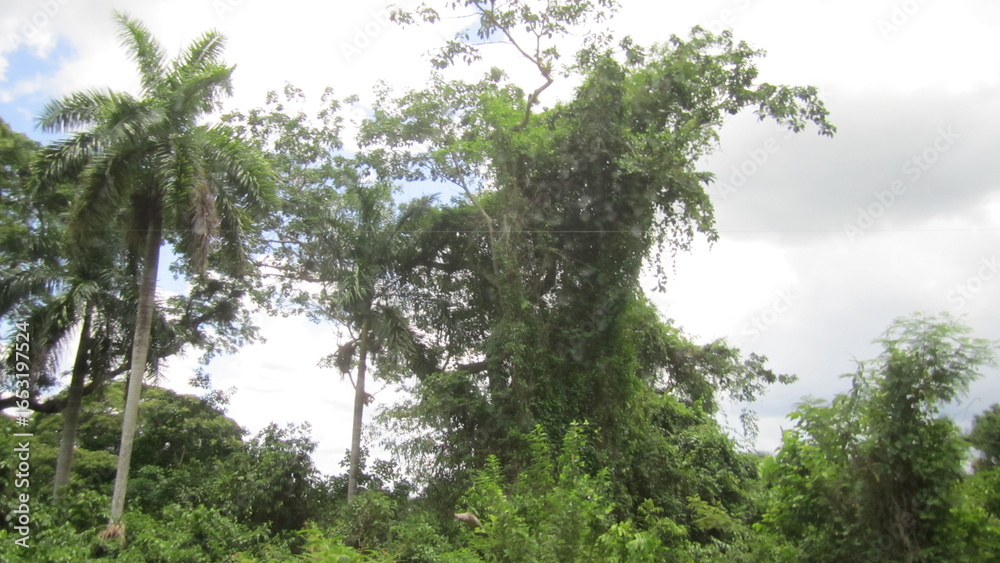 Fototapeta premium trees in the forest