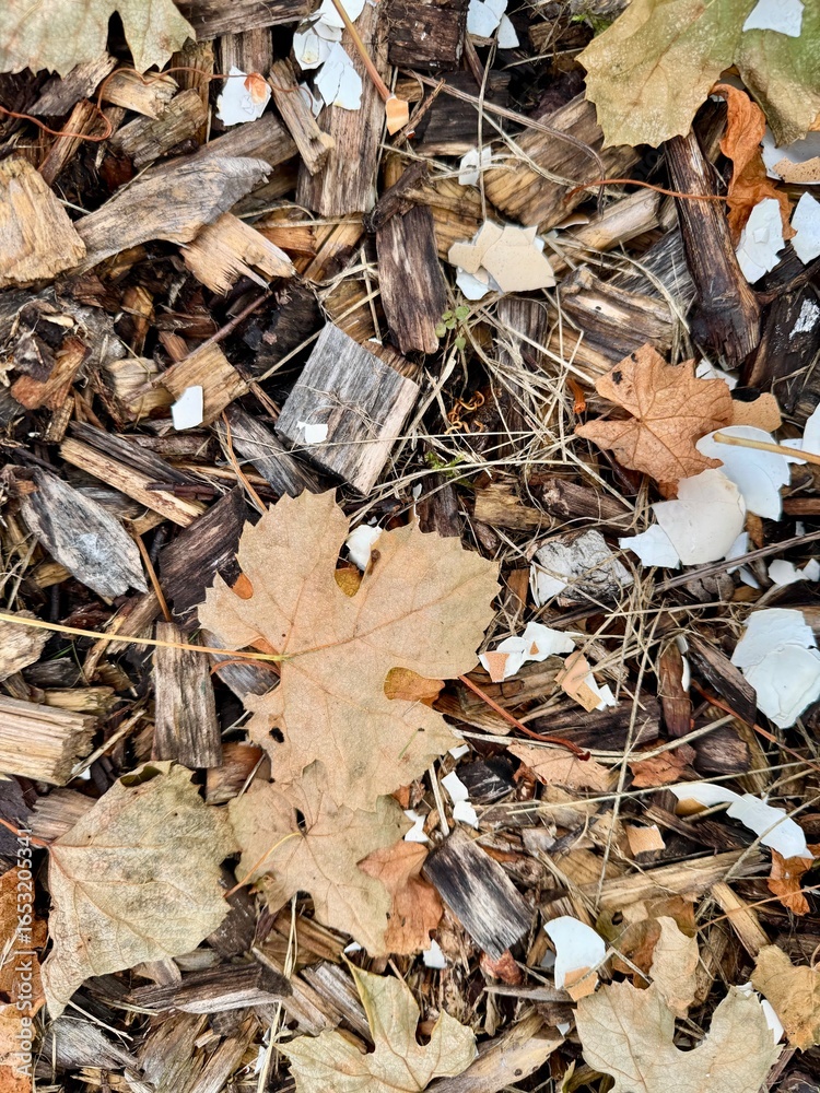 Photography eggshell fragments, shredded bark, and decomposed grape leaves