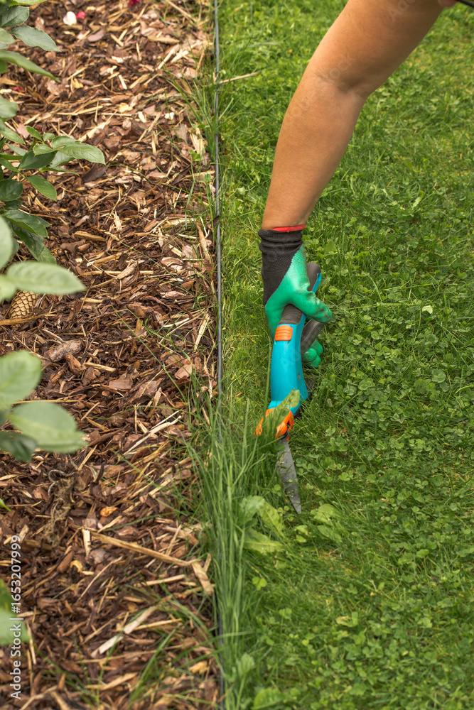 Naklejka premium A hand in a green and black glove trimming the grass at the border of a lawn and a mulched flowerbed with hand shears for grass. The parts of the tool and freshly cut grass are visible.