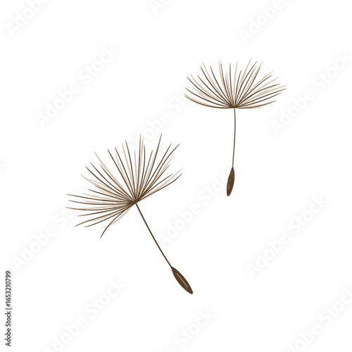 Minimalist dandelion seed silhouettes on white background. Vector illustration