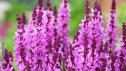 Close-up of purple sage flowers in summer, moving in the wind.