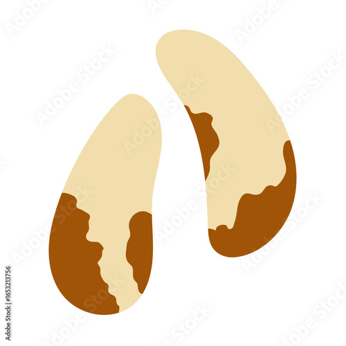 Brazil nuts isolated on white background. Healthy food clipart in cartoon style. Doodle peeled nuts element. Vector illustration
