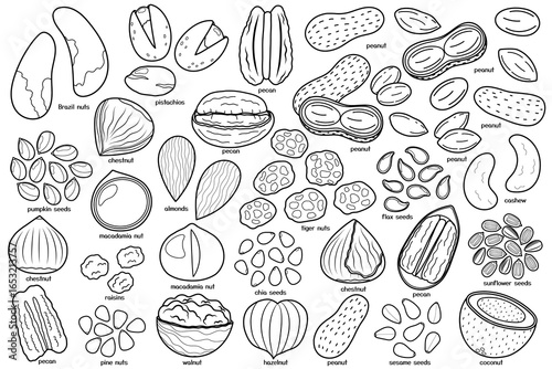 Outline dried nuts and seeds bundle. Black and white pecan, almonds, walnut, hazelnut, peanuts, pistachios and other healthy food collection. Vector illustration