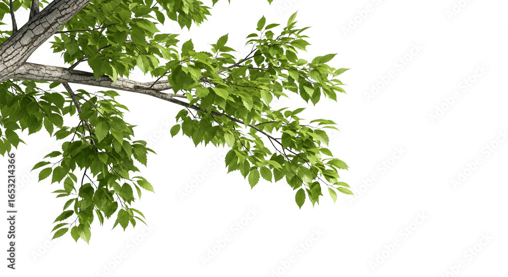 Lush Green Tree Branch with Fresh Leaves Symbolizing Growth and Life Lush Green Tree Branch with Fresh Leaves Symbolizing Growth and Life
