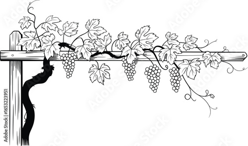 Grapevine Line Art, Vineyard Grapes and Leaves Illustration for Wine Design.