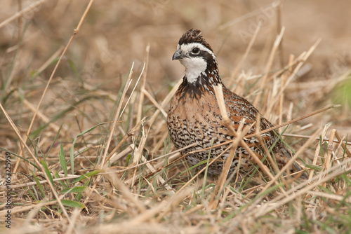 Northern Bobwhite male taken in central MN
