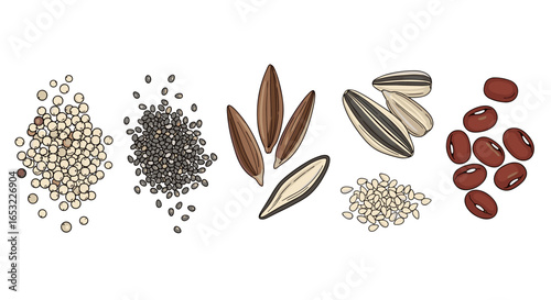 Colorful Seed and Bean Collection on a White Background