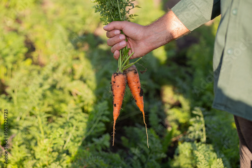 Male hands holding two freshly pulled carrots with soil, taken directly from the garden bed, symbolizing organic farming, fresh produce, and healthy lifestyle