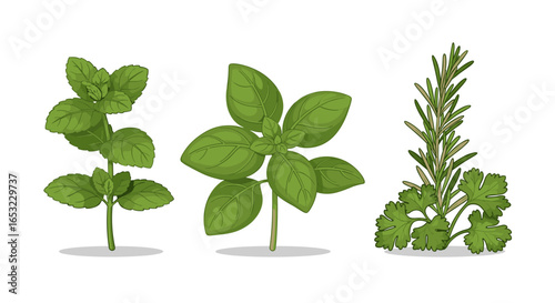 Fresh Culinary Herbs: Mint, Basil, Rosemary, and Parsley Illustration