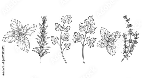 Botanical illustration of culinary herbs, linear drawing on white background