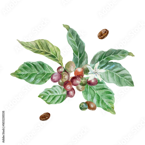 Coffee plant with green leaves, fruits and flower, roasted beans. Hand drawn botanical watercolor isolated. Vector clip art for label, postcard and banner design.