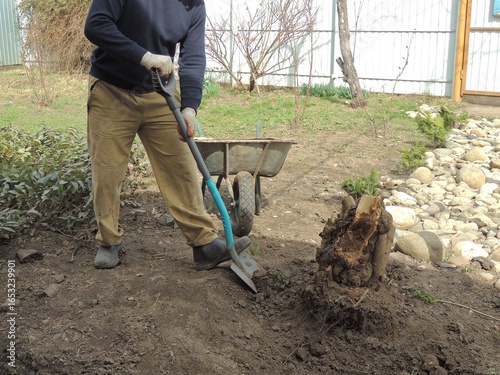 Photos gardener digs up an old sawn stump with a root system in a spring garden against