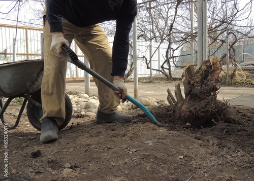 Tableau sur toile gardener uproots old rotten stump from the ground in the yard of a private house