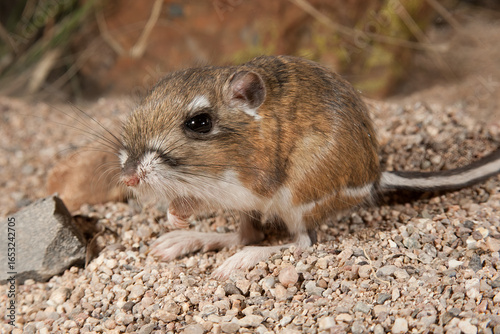 Φωτογραφία Ord's Kangaroo Rat