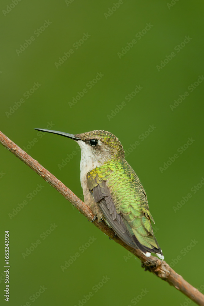 Fototapeta premium Ruby-throated Hummingbird taken in southern MN