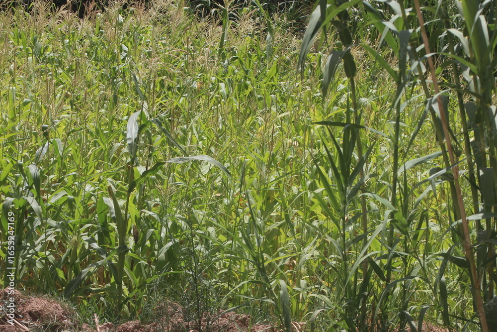 Obraz premium Corn Plants