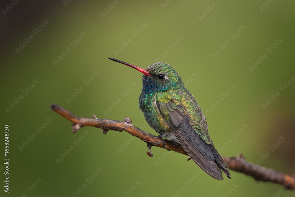 Fototapeta premium Broad-billed Hummingbird perched taken in SE Arizona