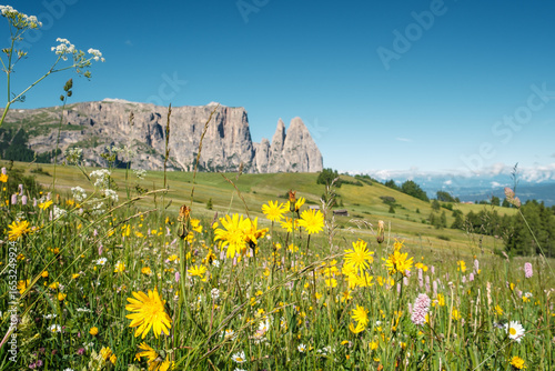 View of different sharp blooming wildflowers in the foreground and the Schlern Mountain in the background in Italy.