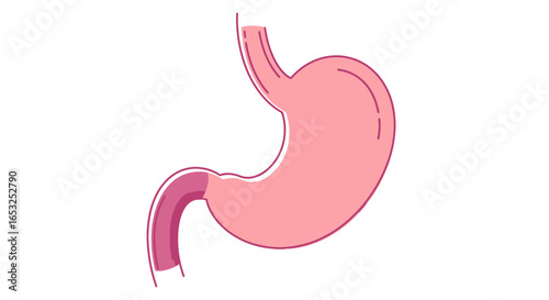 Human Stomach Anatomy Illustration with Esophagus and Duodenum.
