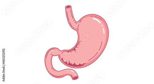 Human Stomach Anatomy Illustration with Esophagus and Duodenum.