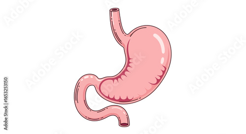 Anatomical Illustration of a Human Stomach Organ.