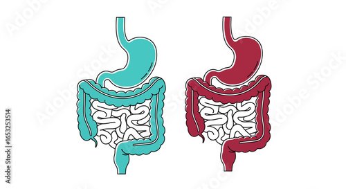 Human digestive system illustration: stomach large and small intestines in blue and red.