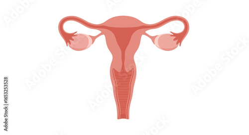 Anatomical Illustration of a Human Uterus and Ovaries.