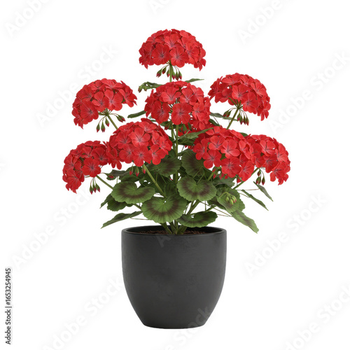 Vibrant red geraniums in a dark gray pot create a cheerful and inviting display.