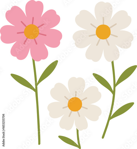 Autumn flowers_Spring flowers_Flowers_Cosmos_Wildflowers_Petals_Cute flowers03