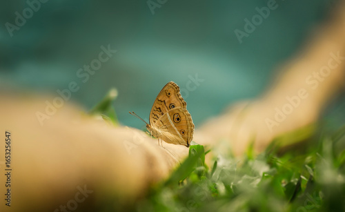 Close-up of a butterfly with a soft blurred background.