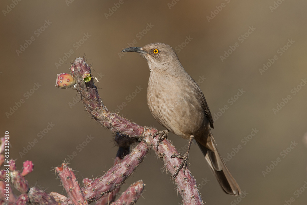 Fototapeta premium Curved-billed Thrasher taken in SE Arizona