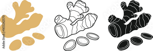Ginger root vector illustration set of three different style