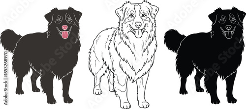 Australian shepherd dog breed vector art illustration