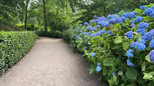 Vibrant purple, white and red flowers bloom on lush green shrubs, standing out beautifully against the clear background, showcasing a kaleidoscope of nature's colours.