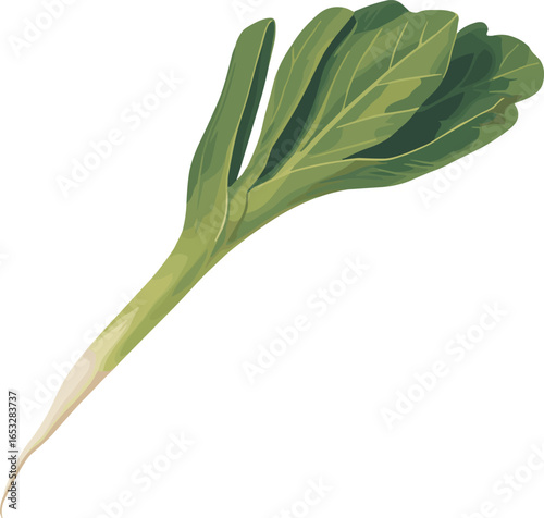 Fresh green bok choy vegetable vector illustration, isolated on white background, organic leafy vegetable perfect for Asian cooking, salads, and healthy food design