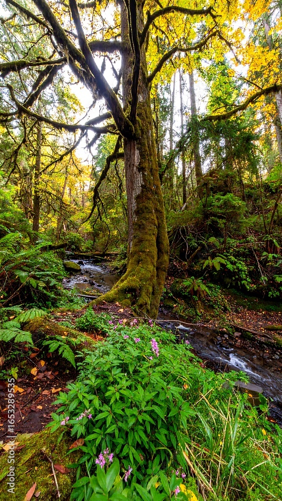 Obraz premium Autumnal forest stream