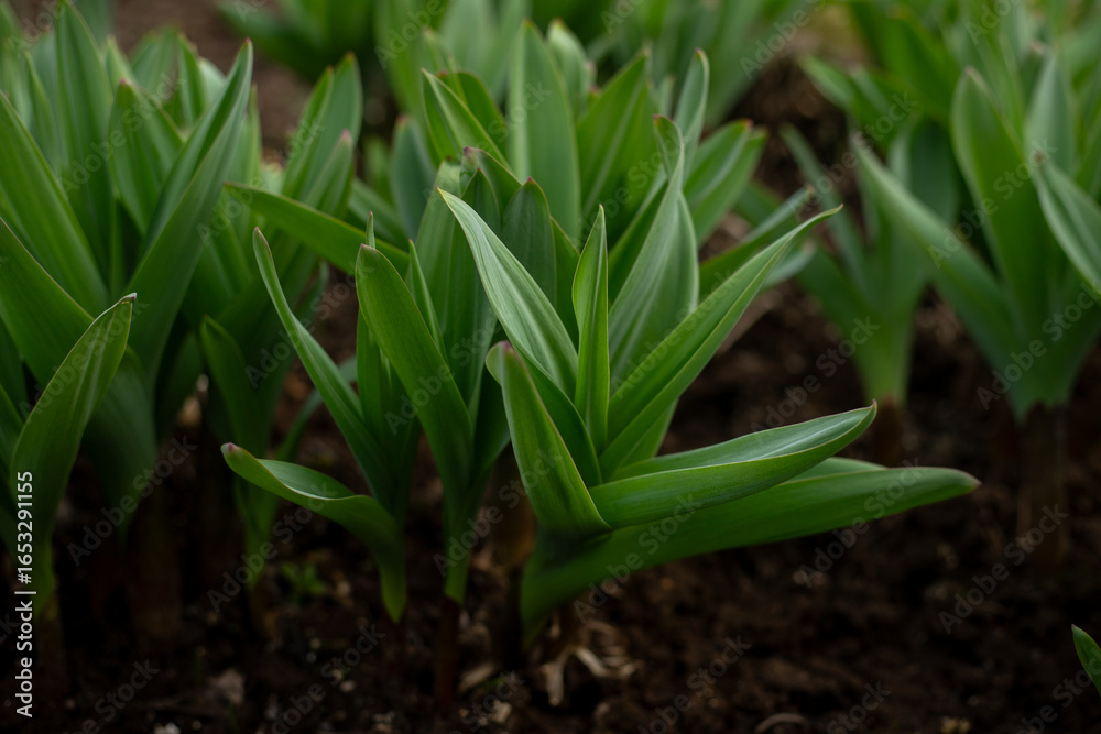 Fototapeta premium Allium ornamental onion. Broadleaf garlic. Perennial herb against the background of garden beds. Bulbous plants in the vegetable garden. Gardening and agriculture