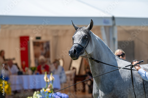 Center Stage: A Grey Arabian Commands the Tarnow Show Ring