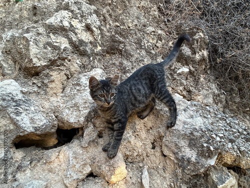 Photography A cat on rocks outside in nature