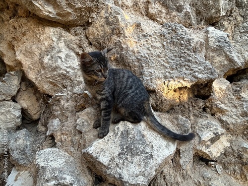 Canvas Print A cat on rocks outside in nature