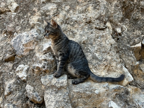 Photography A cat on rocks outside in nature