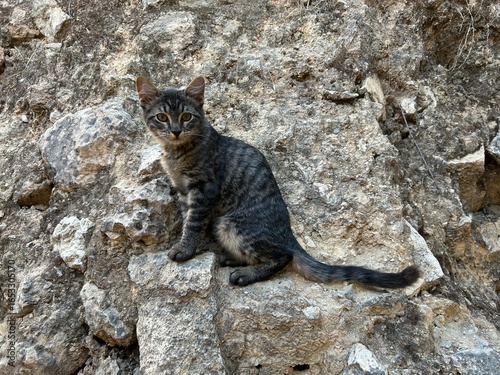 Photography A cat on rocks outside in nature