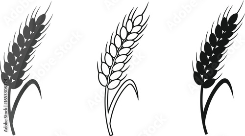 Wheat ears vector illustration agriculture cereal grain crop