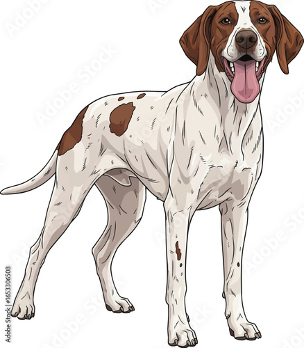 Ariege Pointer dos standing happy smiling facing front illustration 