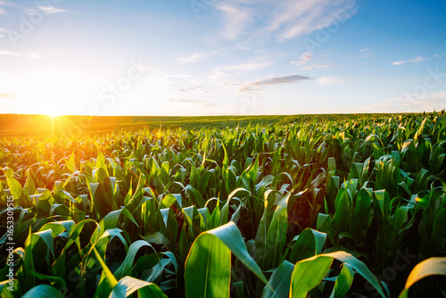 Golden sunlight illuminates lush cornfields at dusk in an expansive countryside landscape.