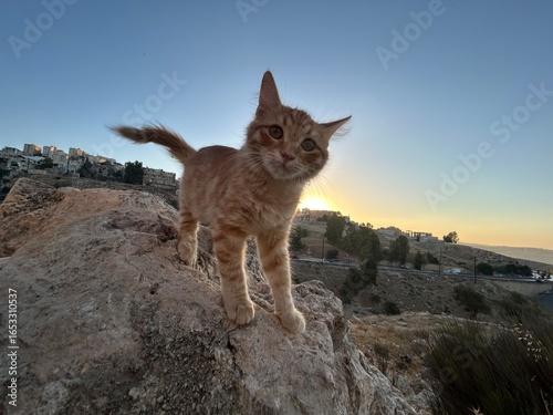 Photography A cat on rocks outside in nature